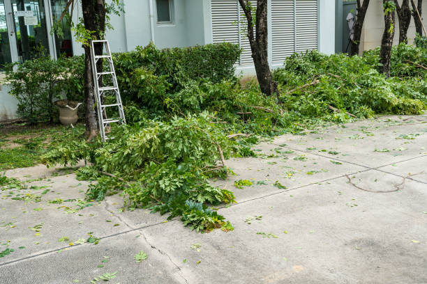 How Our Tree Care Process Works  in  Cherryville, NC